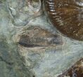 Hoploscaphite Ammonite With Preserved Jaws #6102-3
